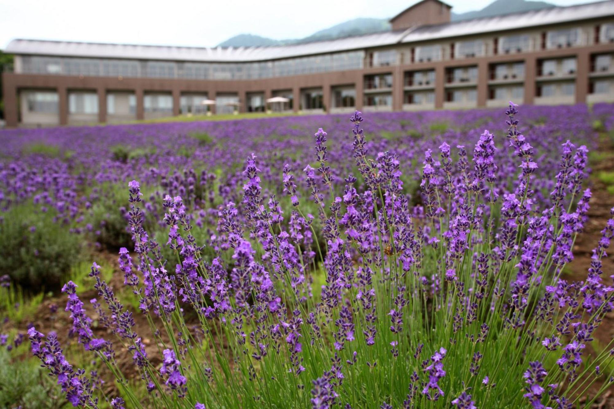 Furano Hotel Экстерьер фото